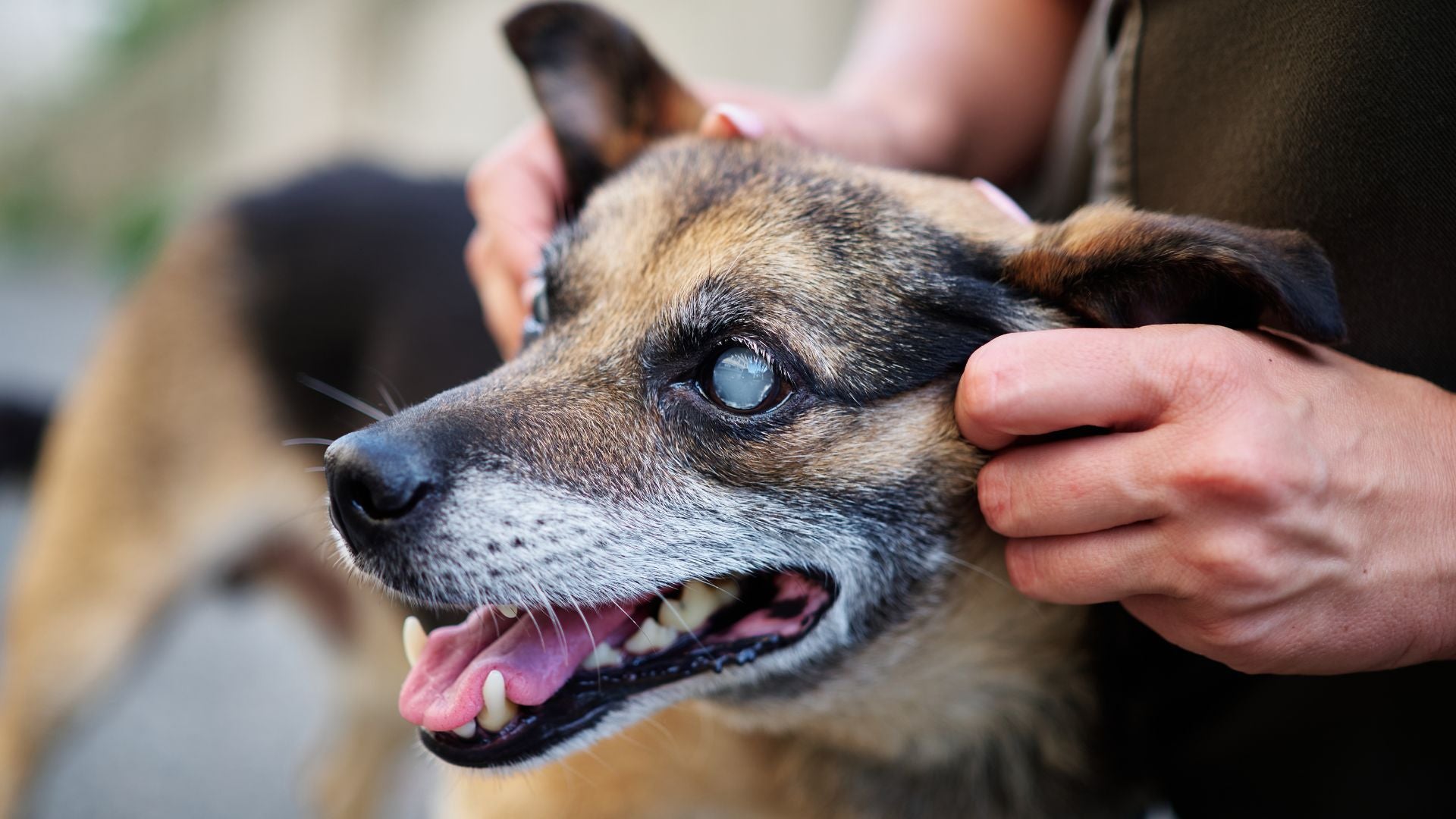 Schlechtes Sehvermögen bei Hunden