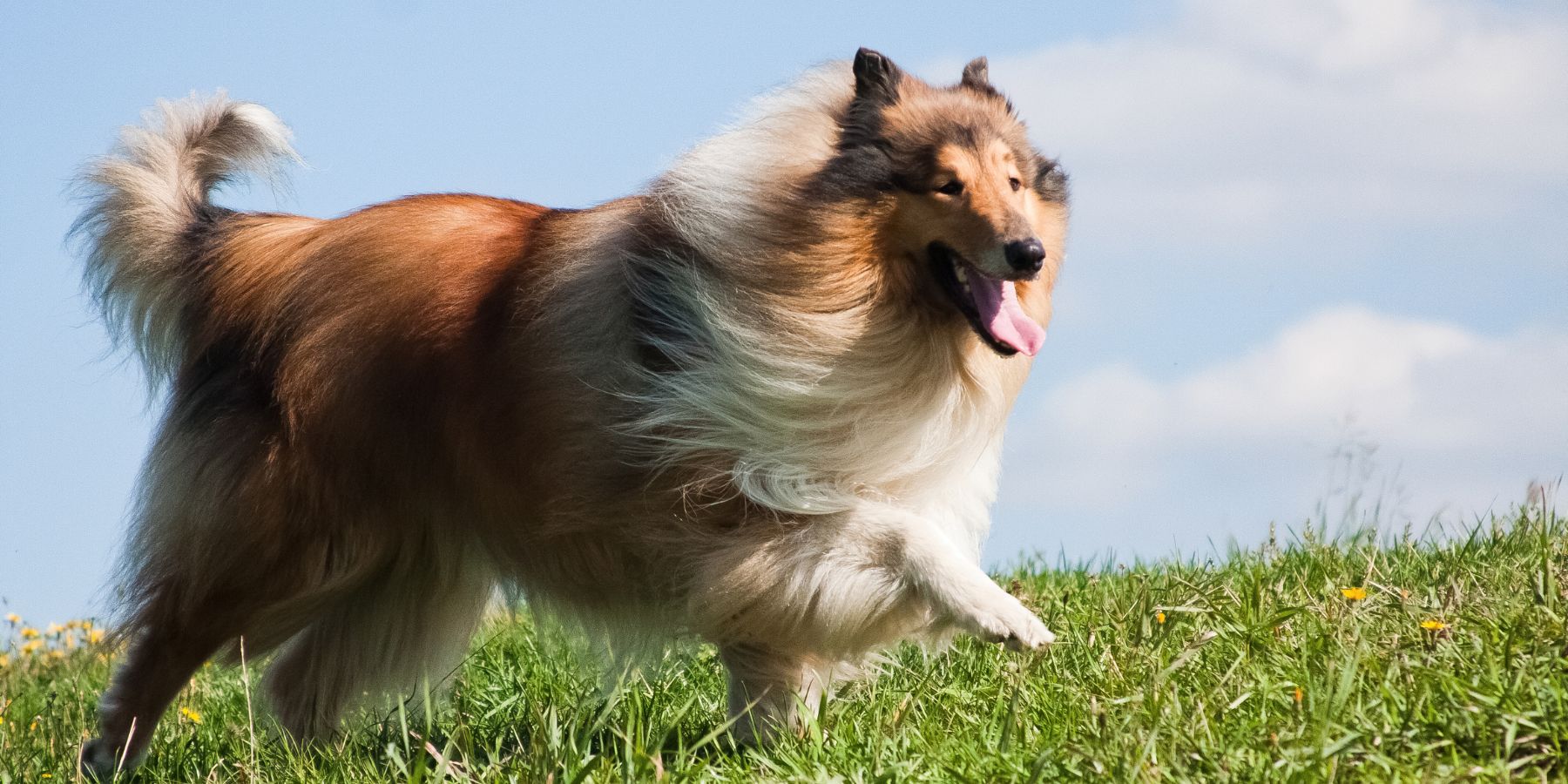 Fellpflege eines langhaarigen Hundes