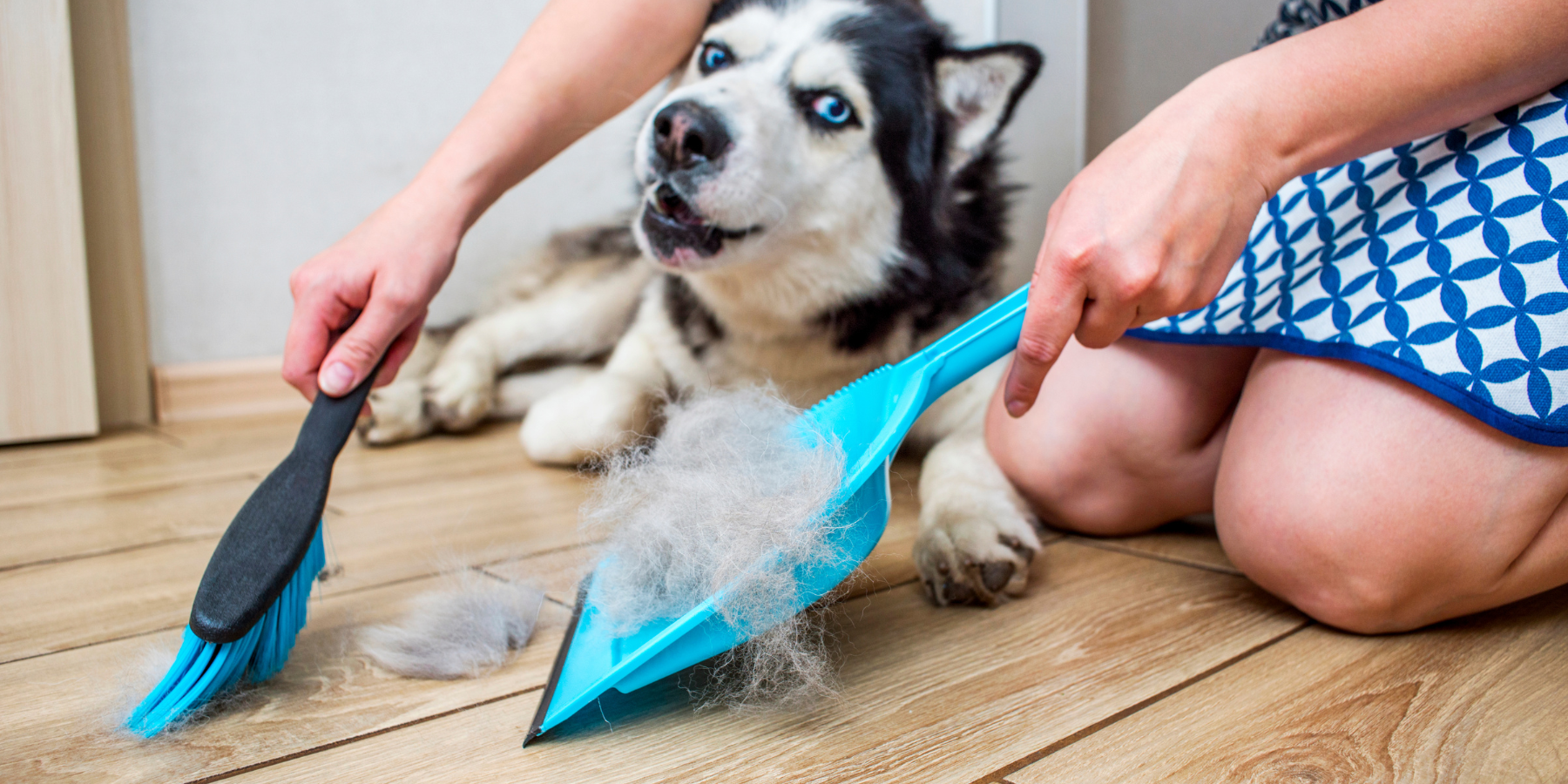 Haarausfall bei Hunden: Ursachen und Lösungen