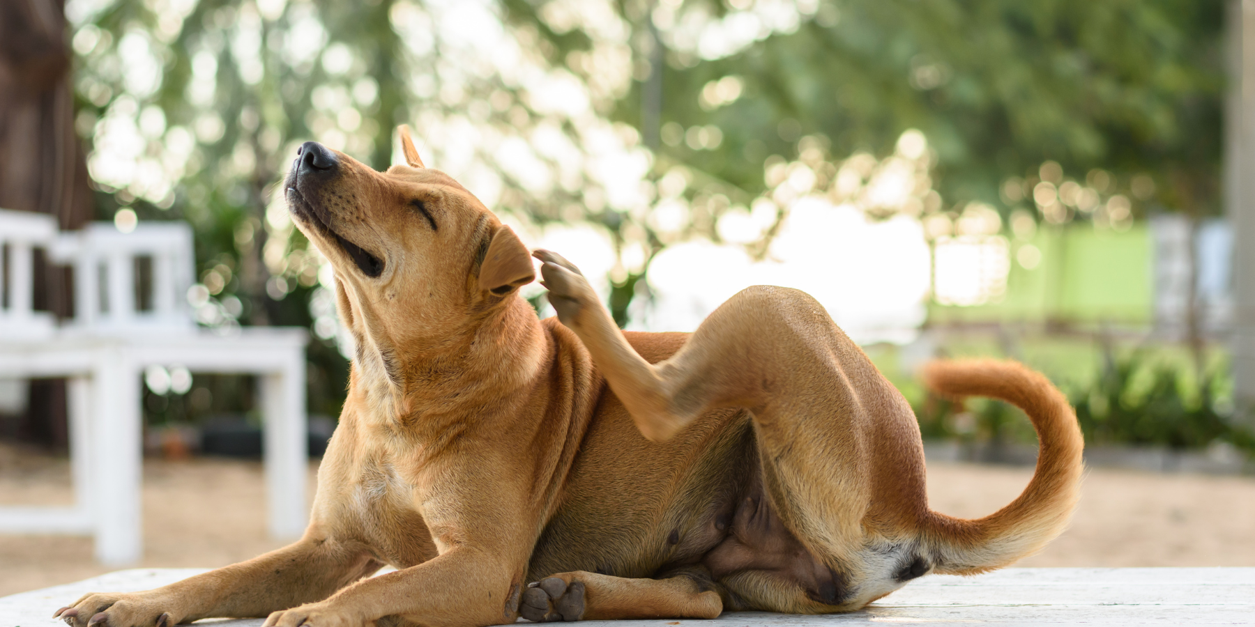 Räude und Welpenkrätze bei Hunden