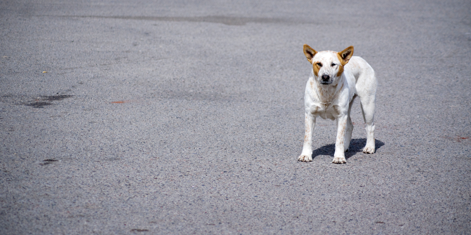 Die Gefahr von heißem Asphalt für Hunde und Katzen