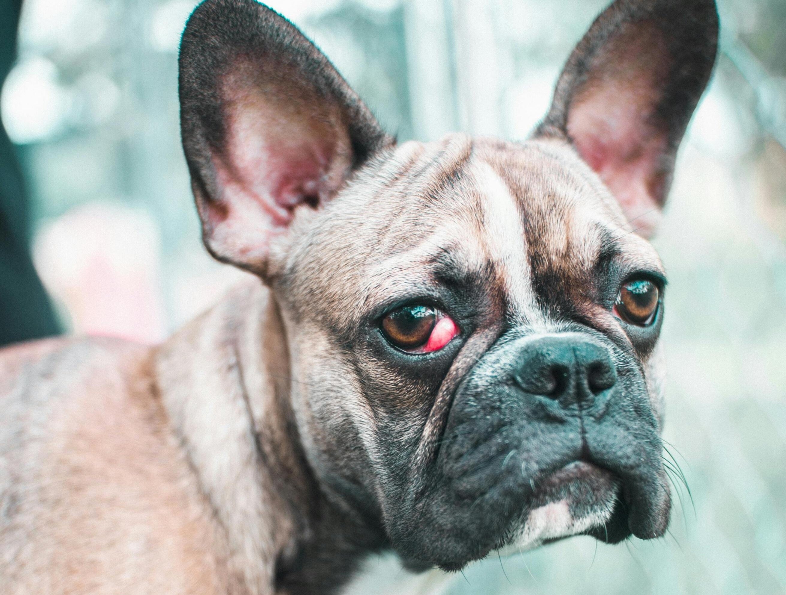 Cherry-Eye beim Hund