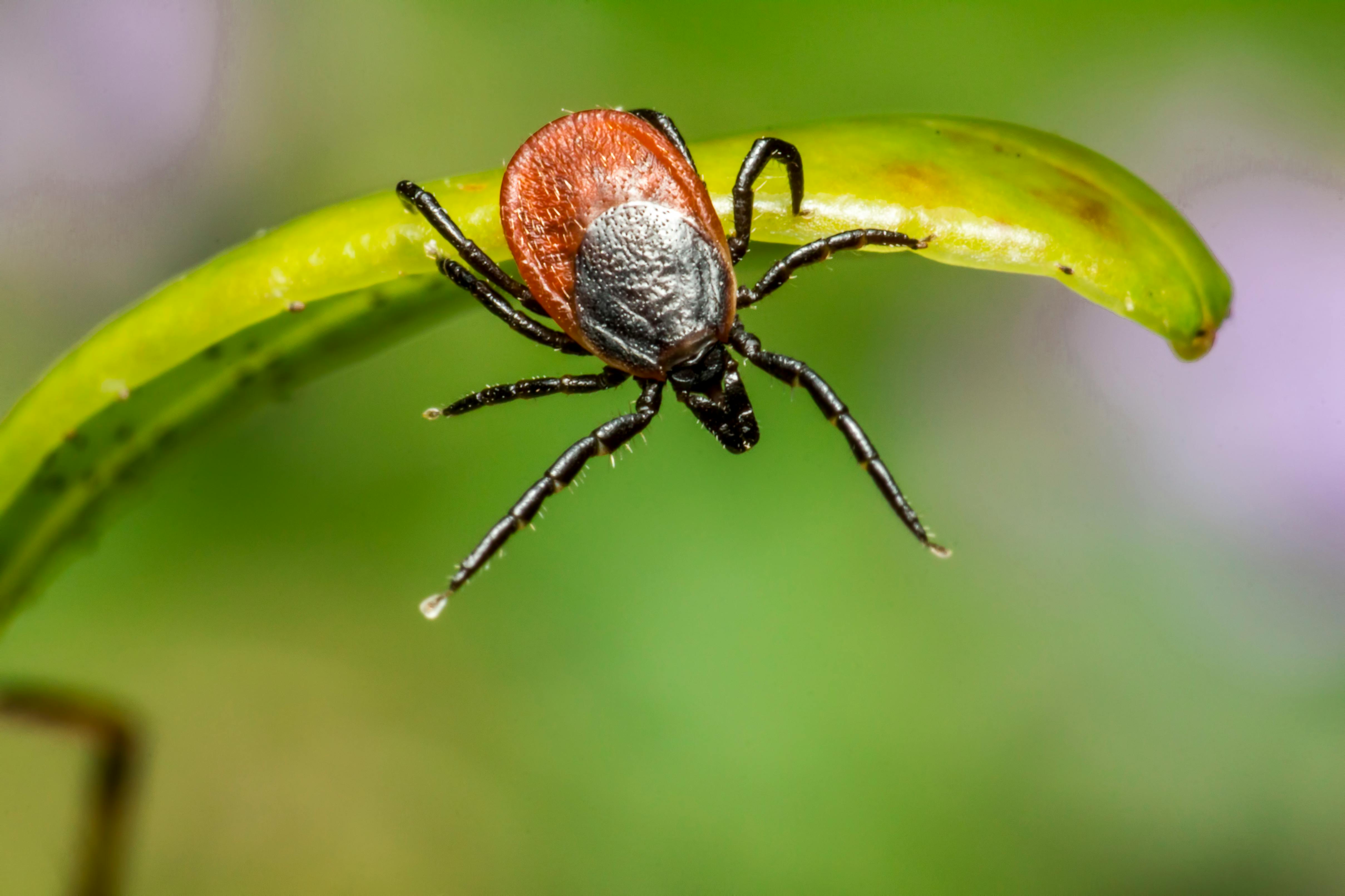 Borreliose bei Hunden: Symptome, Behandlung und Vorbeugung